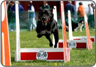 Flyball Jumps
