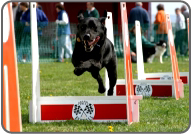 Flyball Jumps