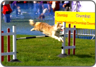 Agility Jumps