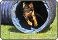 Agility Tunnels